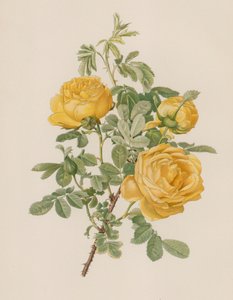 English Rose by English School